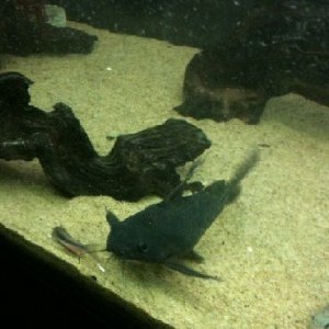 catfish.jpg