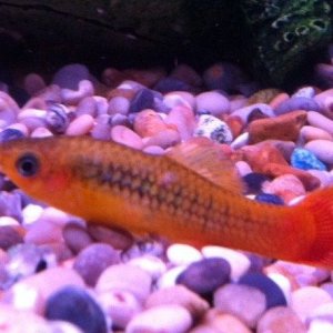 fish 2.JPG