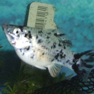 molly pregnant 1.jpg