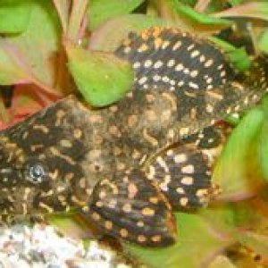 pleco.jpg