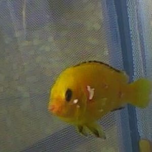 cichlid.jpg