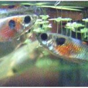 endlers images 3.jpg