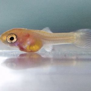 guppy-breeding-fry.jpg