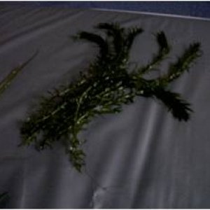 Picture4.jpg