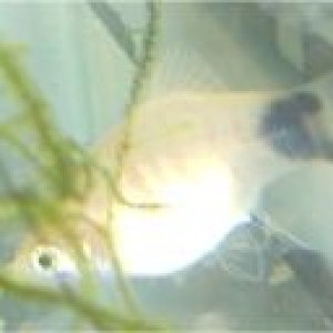 platy.jpg