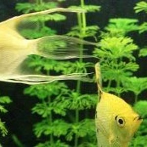 Angelfish 1.jpg