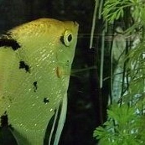 Angelfish 2.jpg