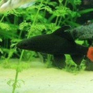 Black Shark 1.jpg