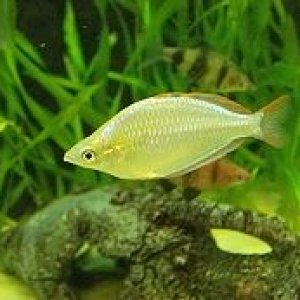 Dwarf Neon 1.jpg