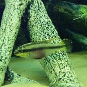 Kribensis 3.jpg