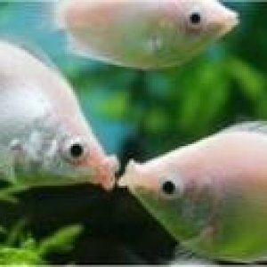 Pink Kissing Gourami.jpeg