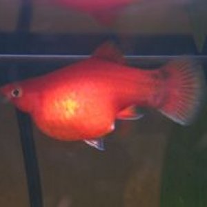 PLaty-Globo1.jpg