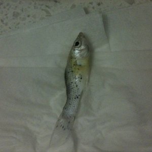 fish1.jpg