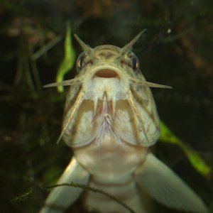 loach01.jpg