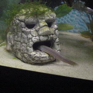 loach02.jpg