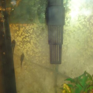 Filter and Otos small.jpg