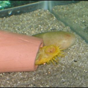 Pleco on his back.JPG