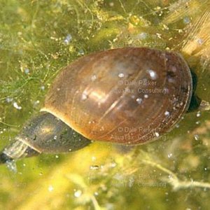 snail.jpg