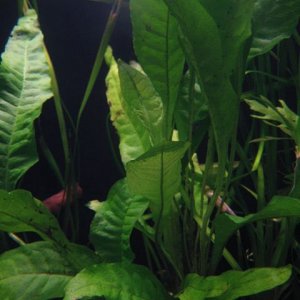 java fern.jpg
