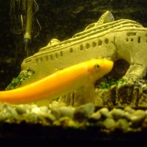 Fish27 Who AmI.JPG