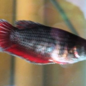 Breeding Betta 003.JPG