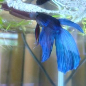 Breeding Betta 004.JPG