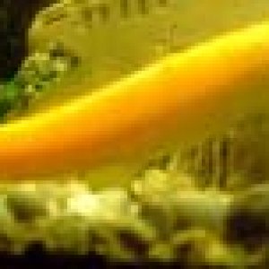 Fish27 Who AmI.JPG