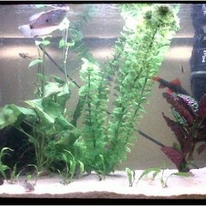 fish tank.jpg