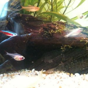 IMG_0832fish?.jpg