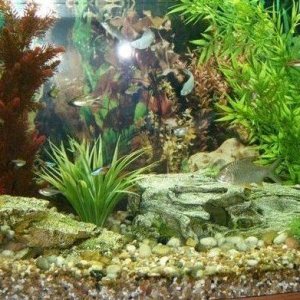 Fish tank pic.jpg