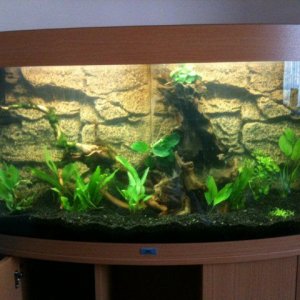 planted tank 2.5.11.jpg