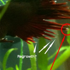 betta.jpg