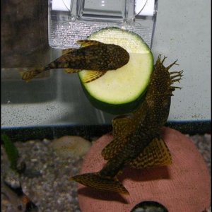 Pair BN eating.JPG