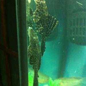 plecos.JPG