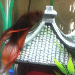 Betta.jpg