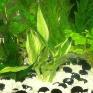 Aquarium Plants 1.jpg