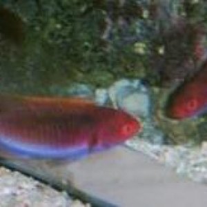 fairy wrasse 2 web.JPG