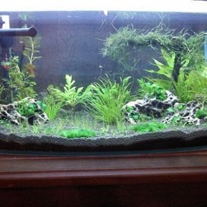 13.3 Shrimp Tank.jpg