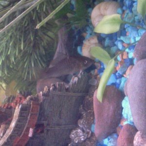 emmi the fishy.jpg
