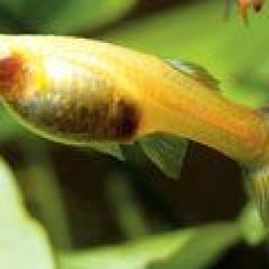 guppys.jpg
