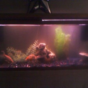 fishtank.jpg