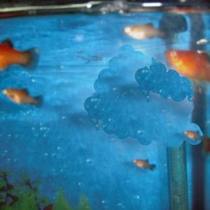 fish3 009.JPG