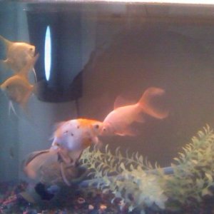 fishes.jpg