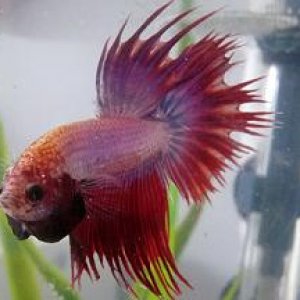 Majestic Kenji.JPG