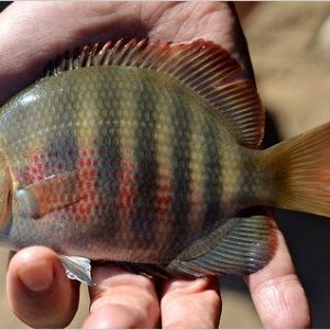 Paretroplus Maromandia, rare malagasi cichlid.jpg