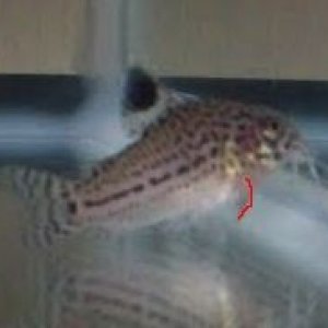 cory.jpg