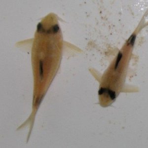 Panda Pair 1.jpg