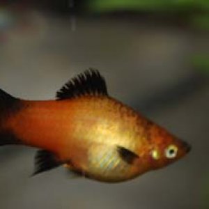 Pregger Platy.jpg