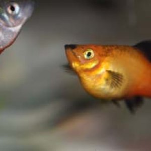 Fat Platy.jpg
