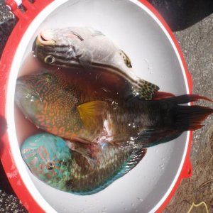 fish.jpg